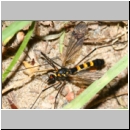 Nephrotoma crocata - Gelbbindige Schnake m01a.jpg